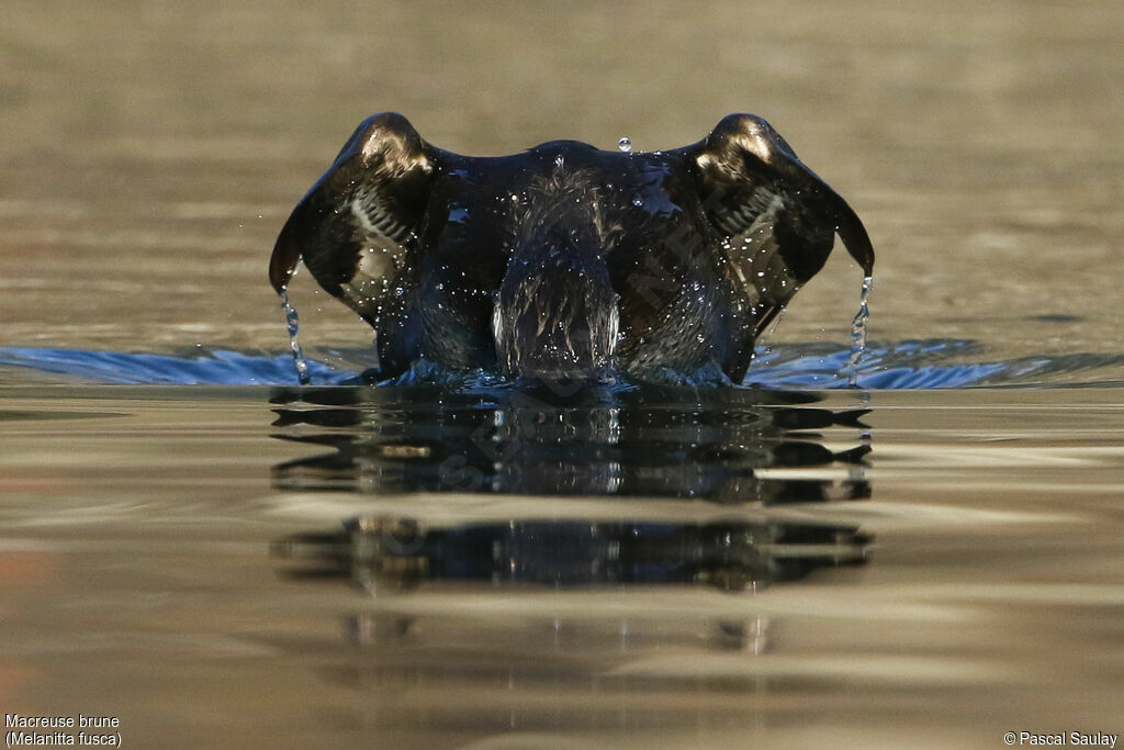 Velvet Scoter, swimming, fishing/hunting