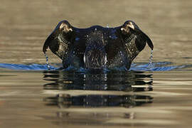 Velvet Scoter