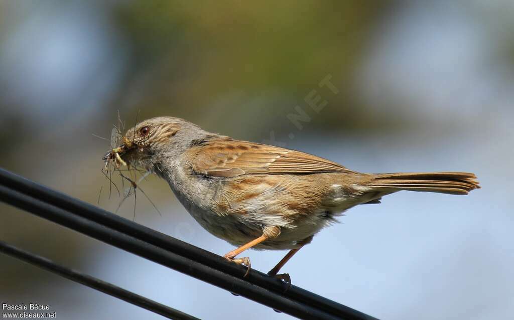 Dunnockadult, feeding habits