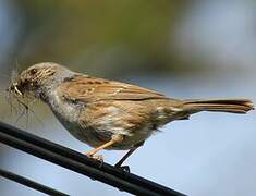 Dunnock