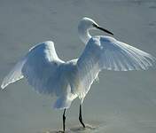 Aigrette garzette