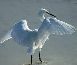 Aigrette garzette