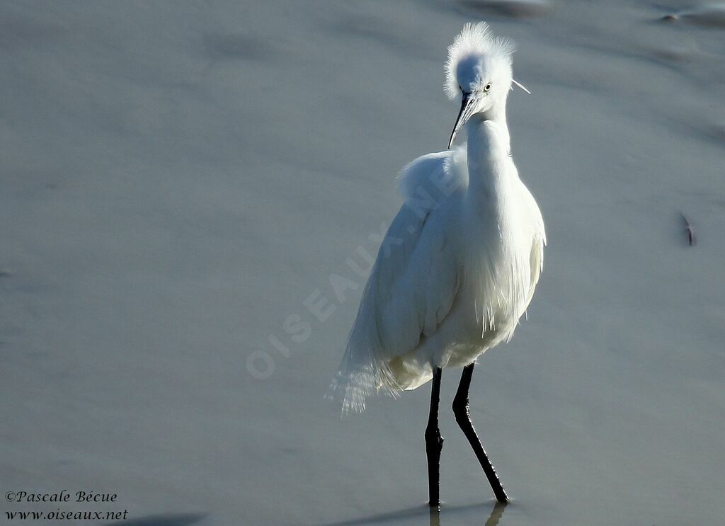 Aigrette garzetteadulte