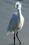 Aigrette garzette