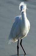 Aigrette garzette