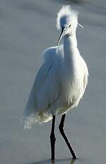 Aigrette garzette