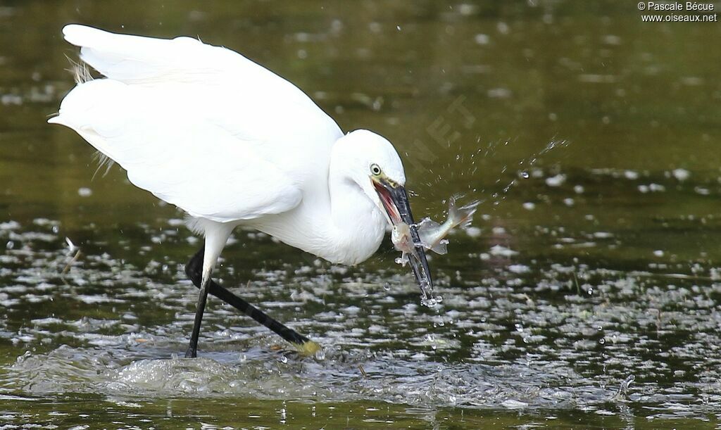 Little Egretadult, feeding habits