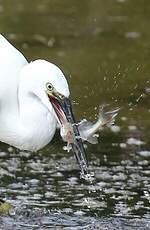 Aigrette garzette