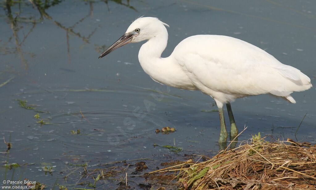 Aigrette garzettejuvénile