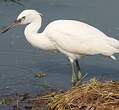 Aigrette garzette