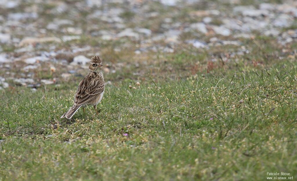 Eurasian Skylarkadult