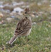 Eurasian Skylark