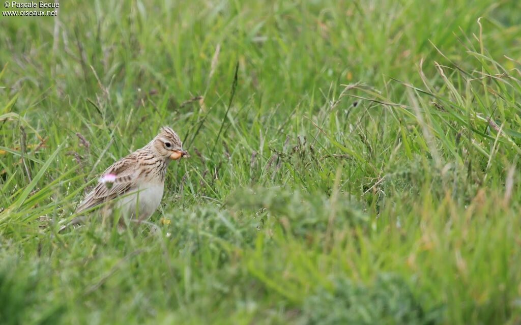 Eurasian Skylarkadult