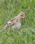 Eurasian Skylark