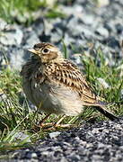 Eurasian Skylark