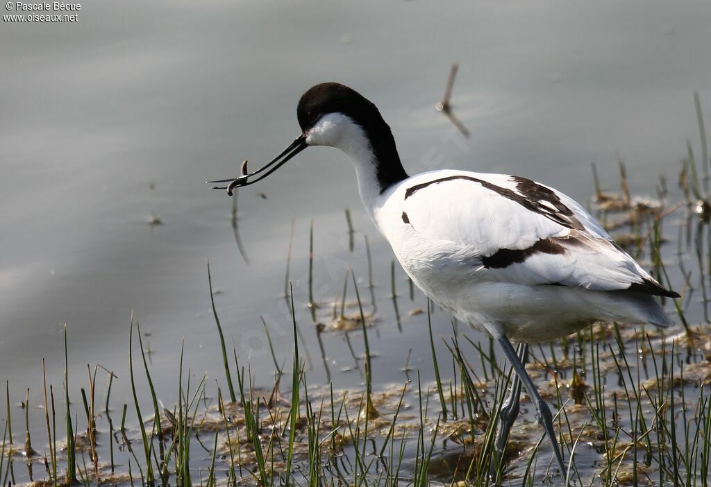 Pied Avocetadult