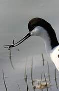 Avocette élégante