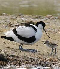 Avocette élégante