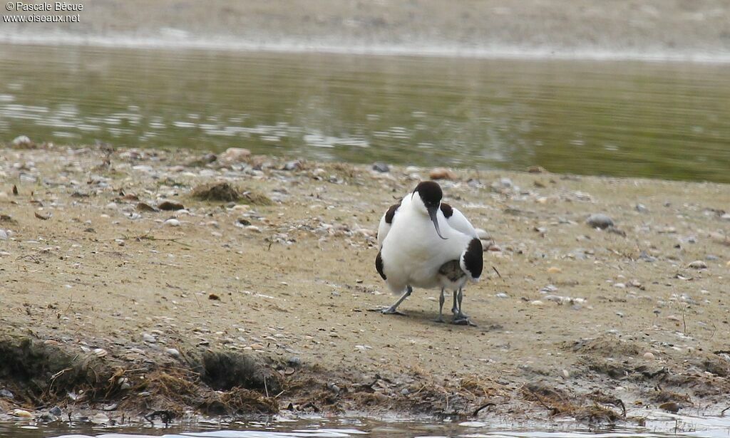 Pied Avocet