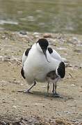 Avocette élégante