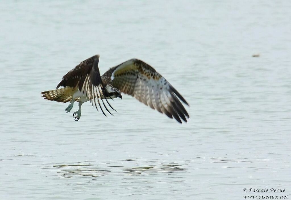 Western Osprey