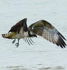 Balbuzard pêcheur