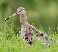 Black-tailed Godwit