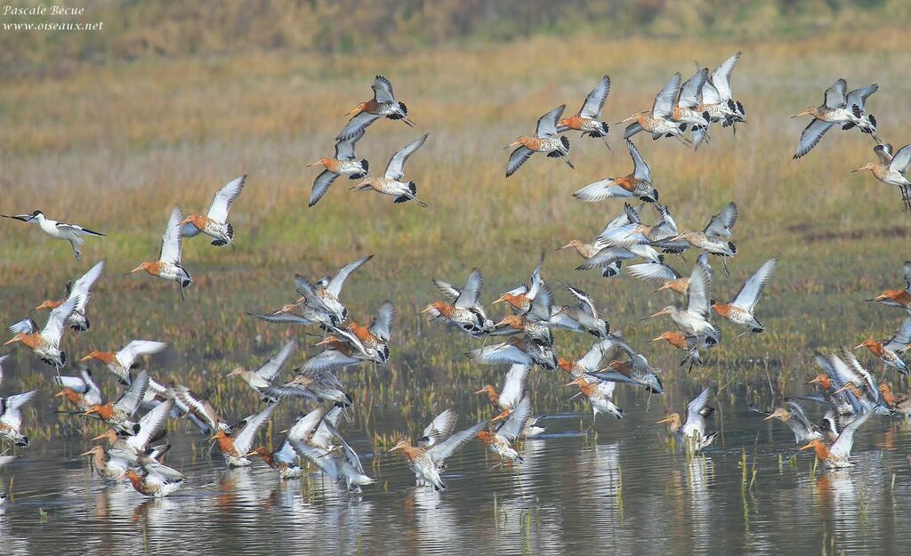 Black-tailed Godwitadult, Flight