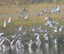 Black-tailed Godwit