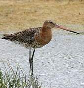 Black-tailed Godwit