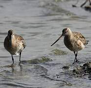 Bar-tailed Godwit