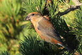 Bec-croisé des sapins