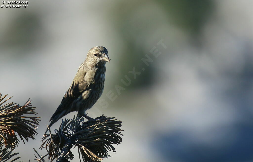 Red Crossbilljuvenile, identification