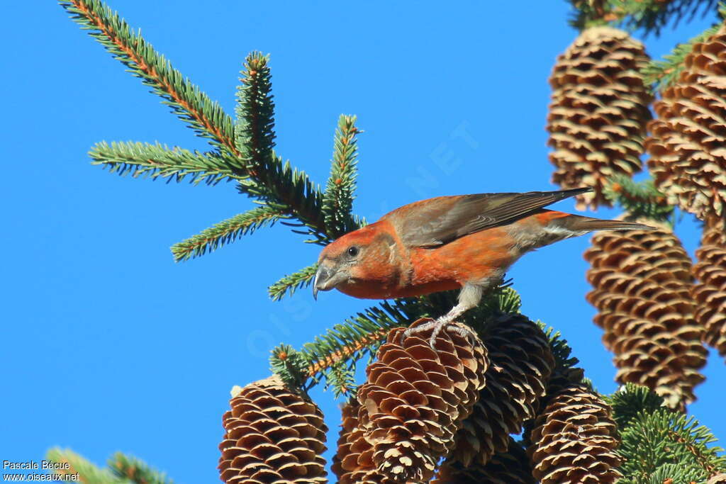 Red Crossbill male adult, feeding habits