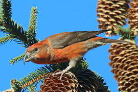 Red Crossbill