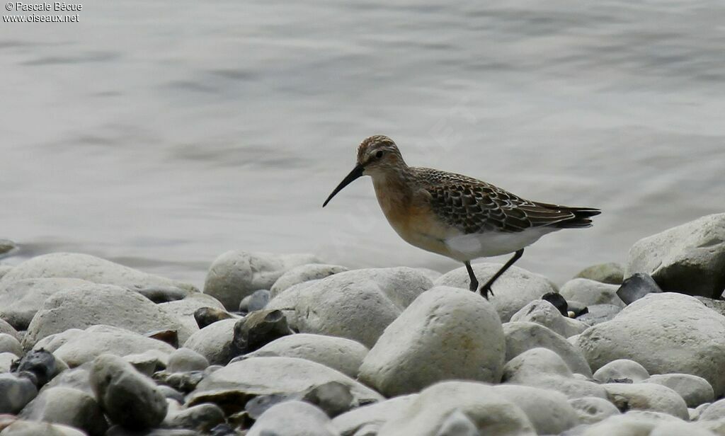 Curlew Sandpiperadult