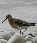 Curlew Sandpiper