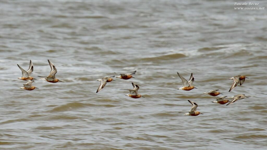 Red Knot, Flight