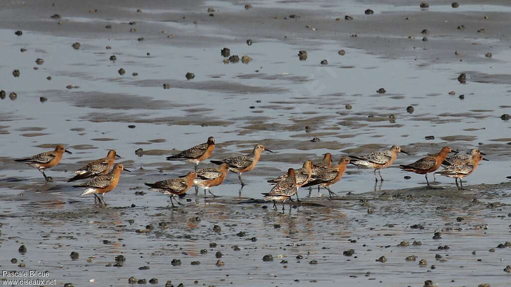Red Knotadult breeding, habitat, Behaviour