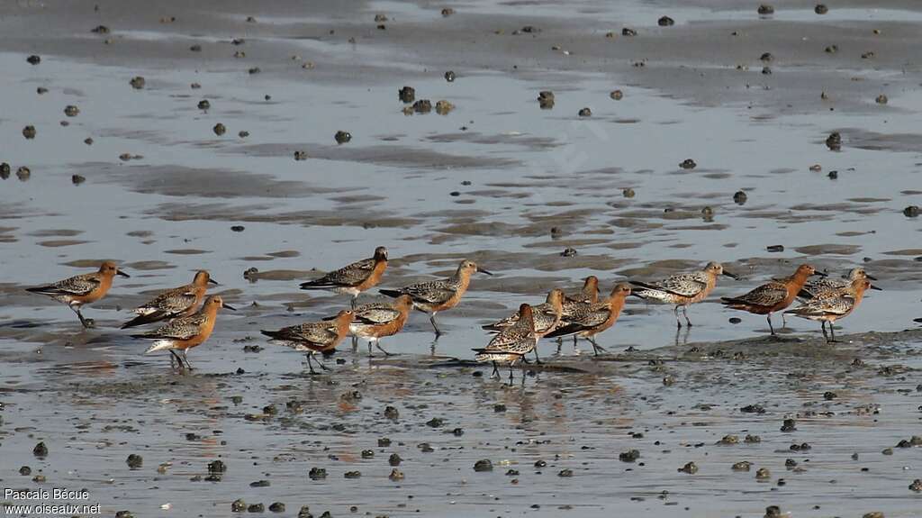 Bécasseau maubècheadulte nuptial, habitat, Comportement