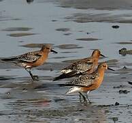 Red Knot