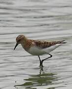 Little Stint