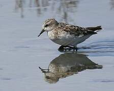 Little Stint