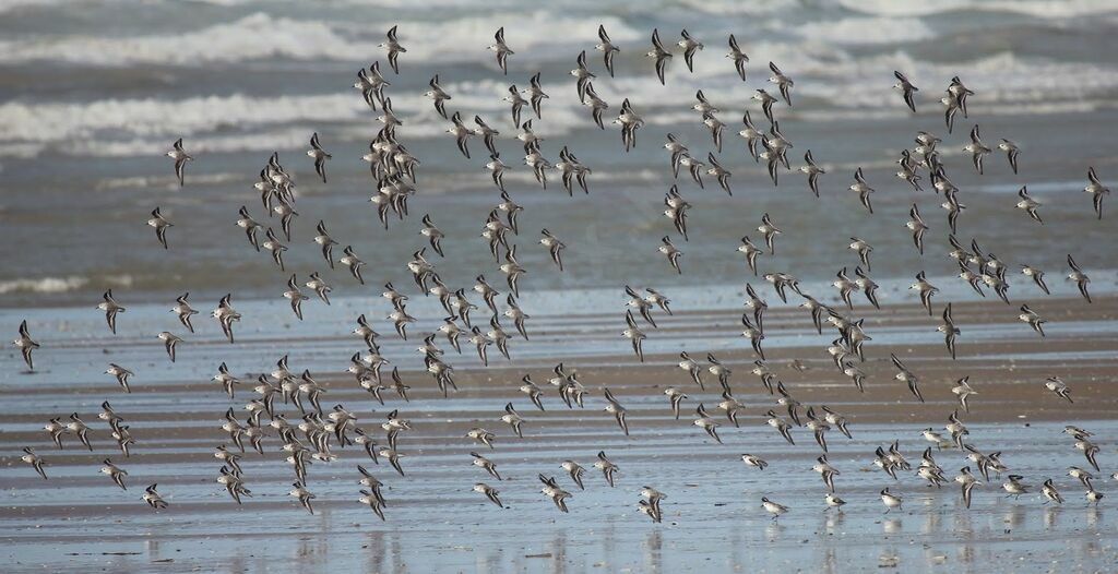 Bécasseau sanderling, Vol