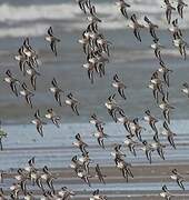 Sanderling