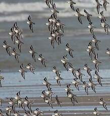 Bécasseau sanderling