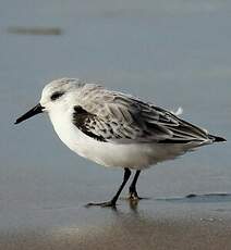 Bécasseau sanderling