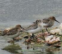 Dunlin