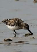 Dunlin