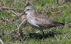 Dunlin